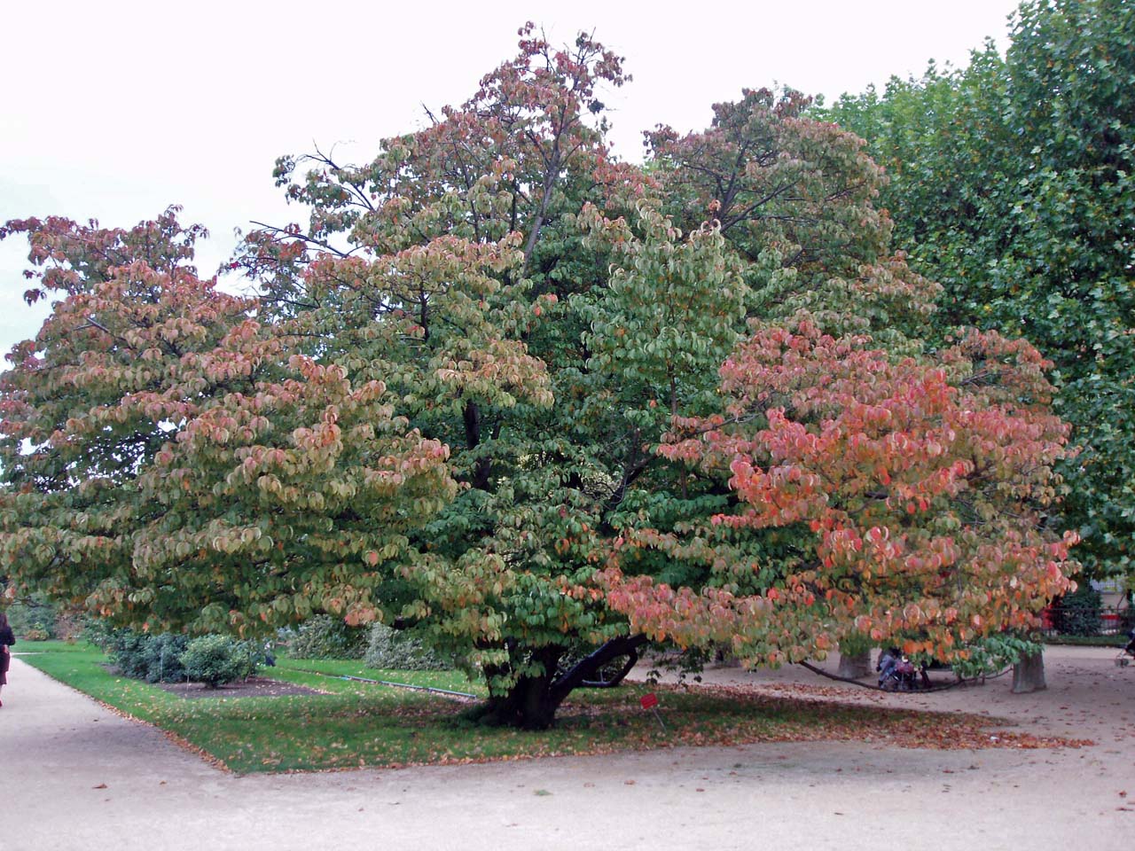 Cornouiller Jardin des Plantes