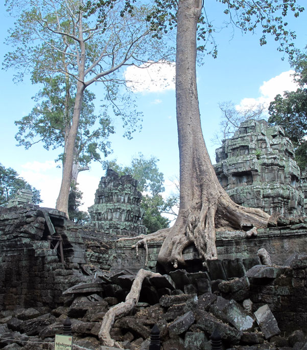 Fromager - Temple d'Angkor - Cambodge