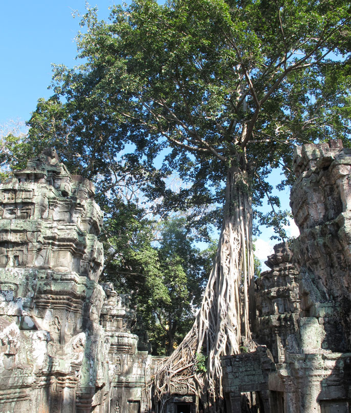 Fromager - Temple d'Angkor - Cambodge