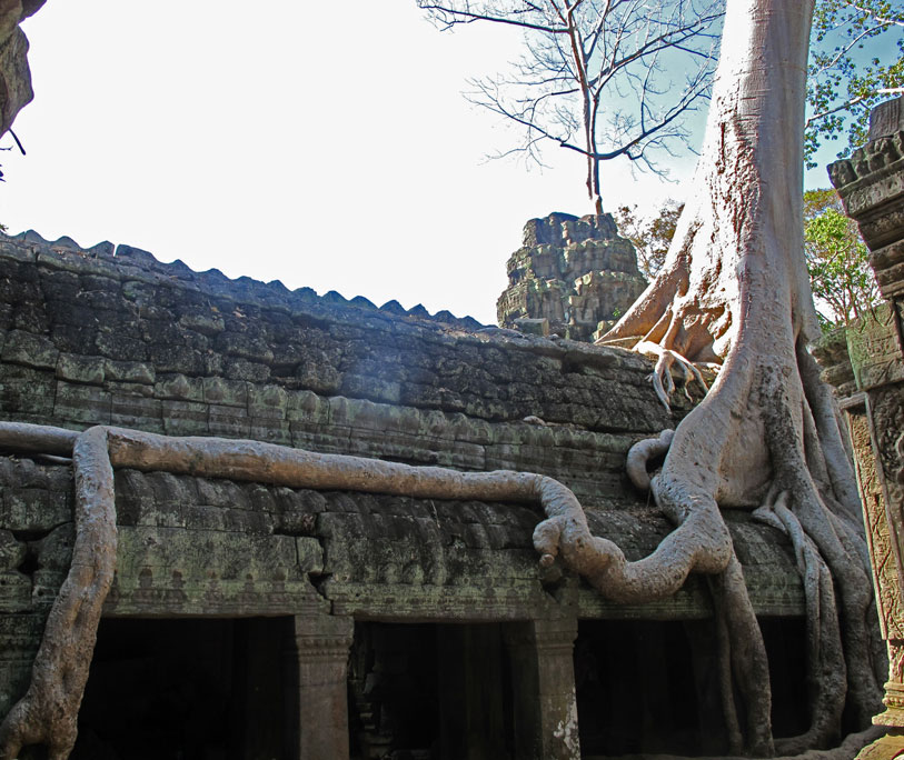 Fromager - Temple d'Angkor - Cambodge