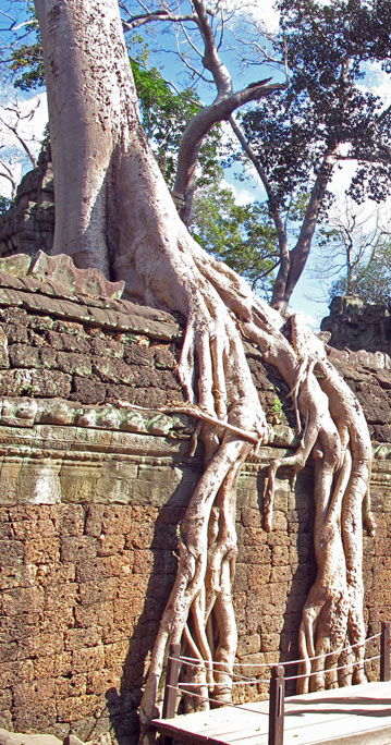 Fromager - Temple d'Angkor - Cambodge