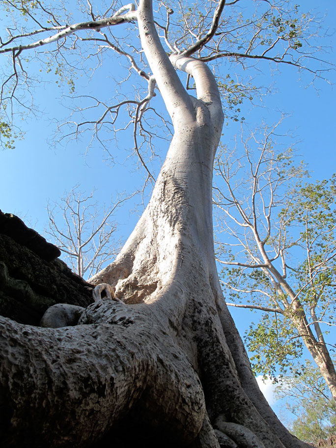 Fromager - Temple d'Angkor - Cambodge