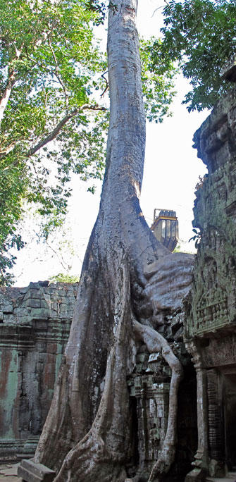 Fromager - Temple d'Angkor - Cambodge