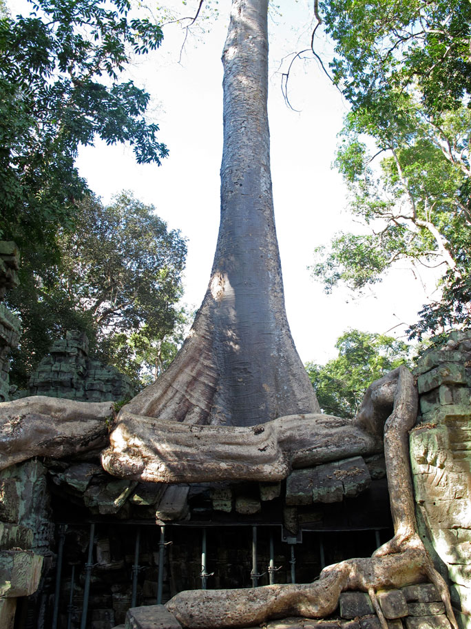 Fromager - Temple d'Angkor - Cambodge