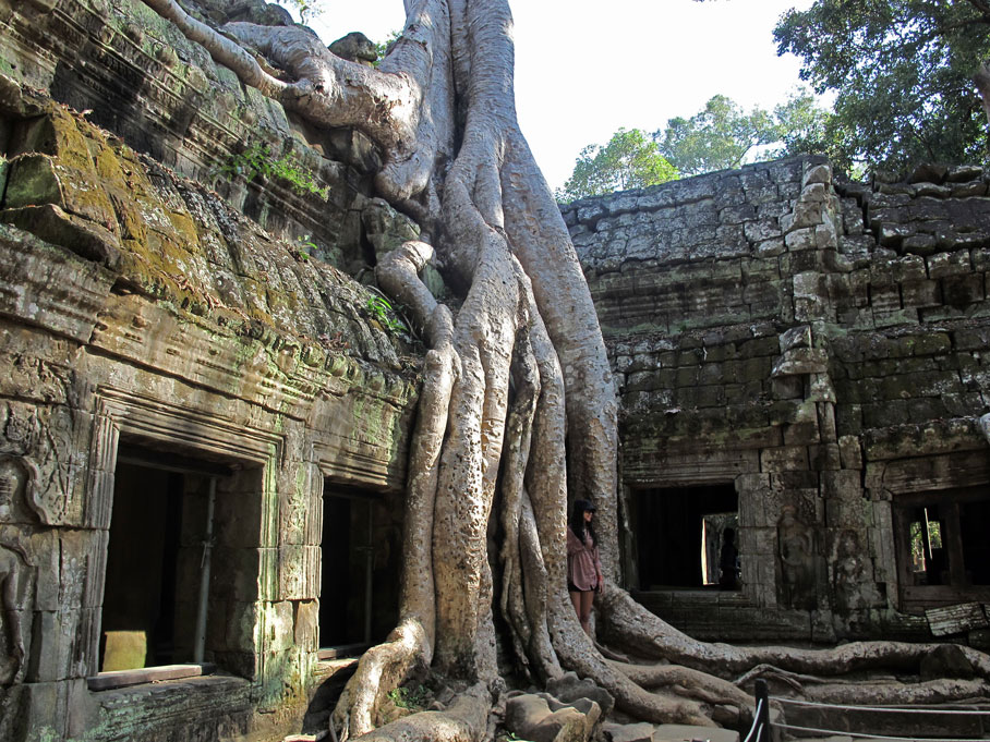 Fromager - Temple d'Angkor - Cambodge