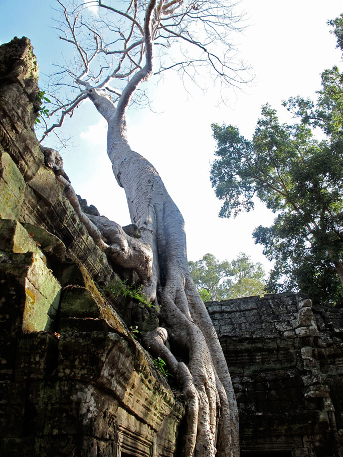 Fromager - Temple d'Angkor - Cambodge