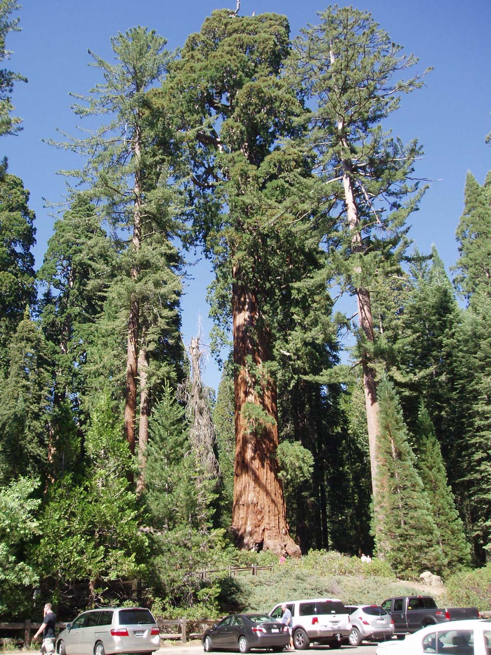 Sequoia - Californie, National Parks