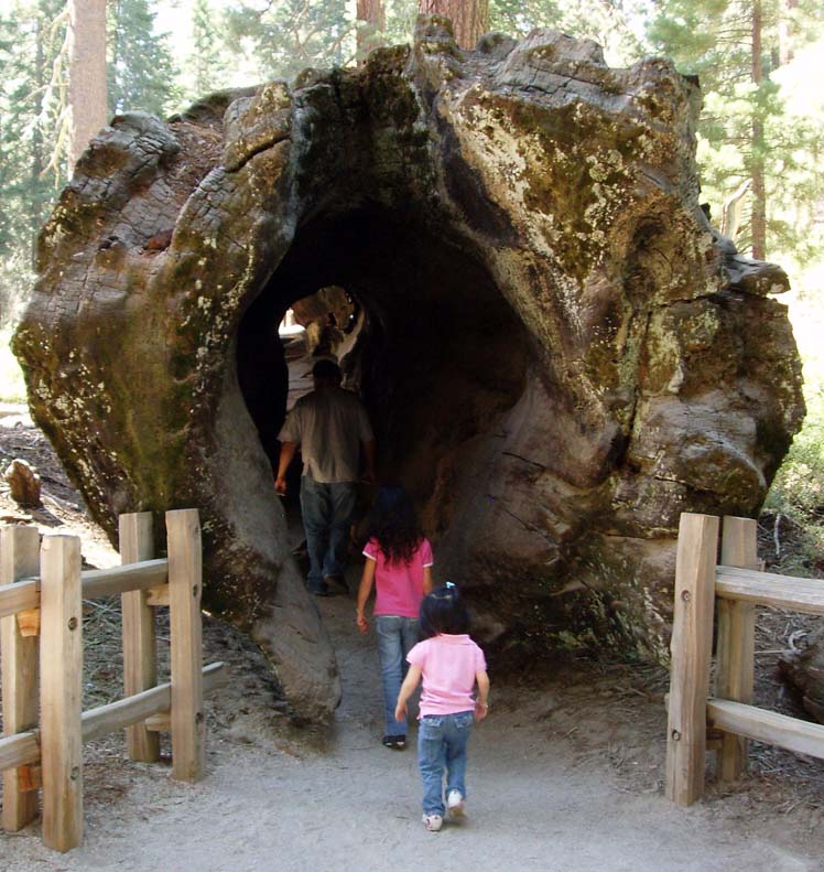Californie - Sequoia National Park