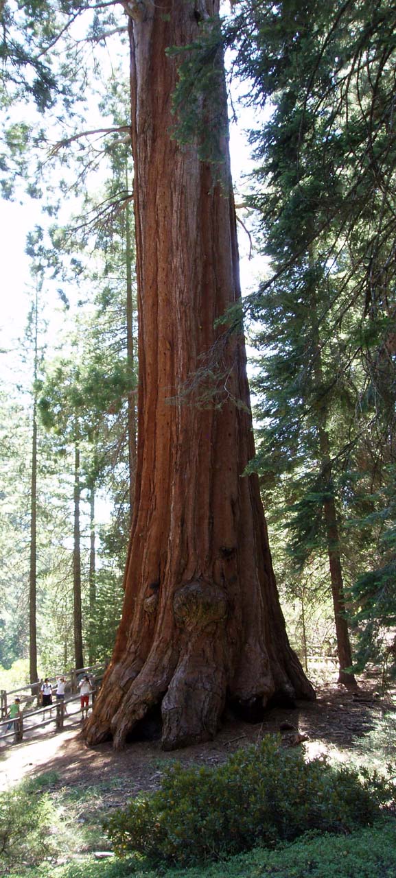 Sequoia - Californie, National Parks