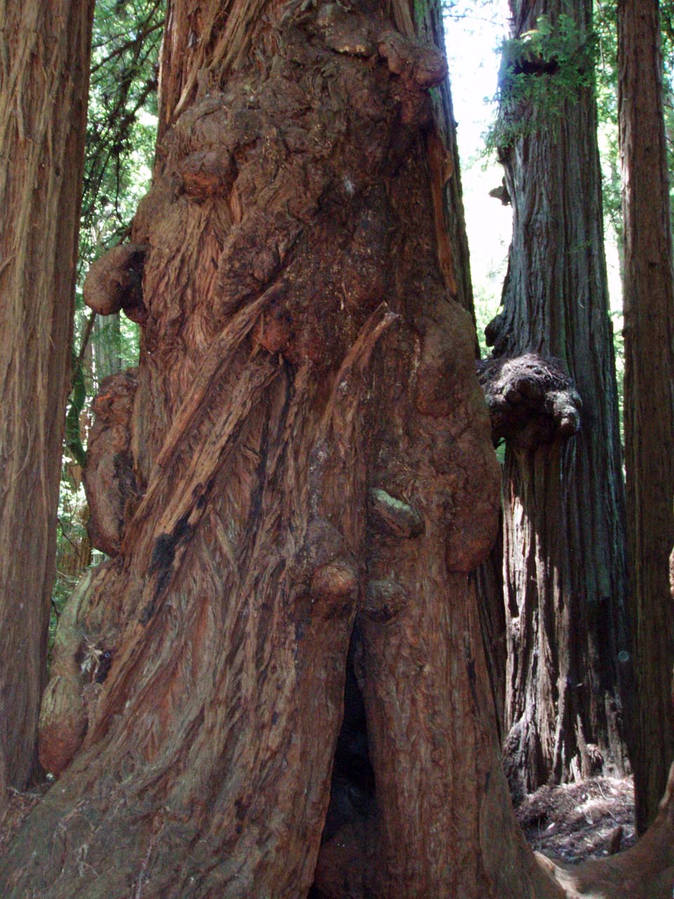 Sequoia (tronc)