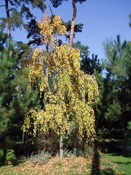 Arbre au caramel