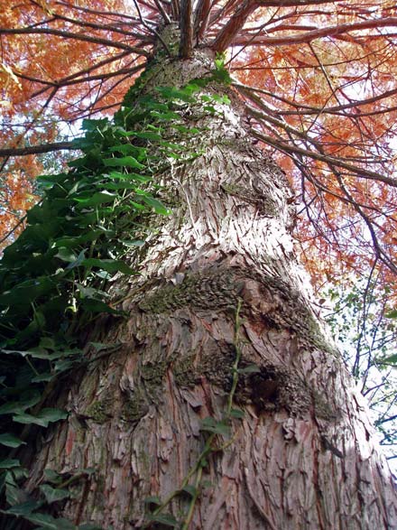 Cyprès chauve