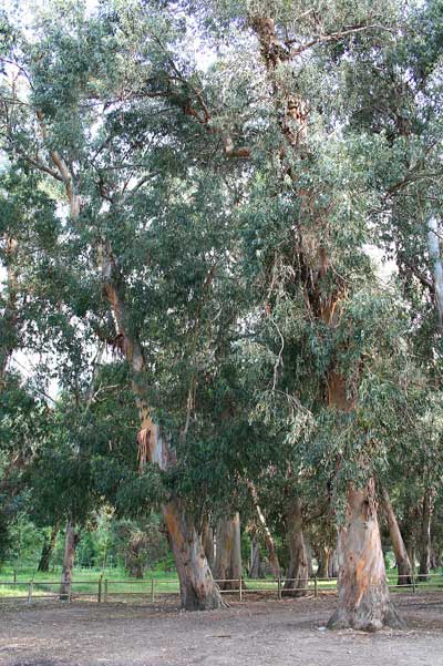 Eucalyptus