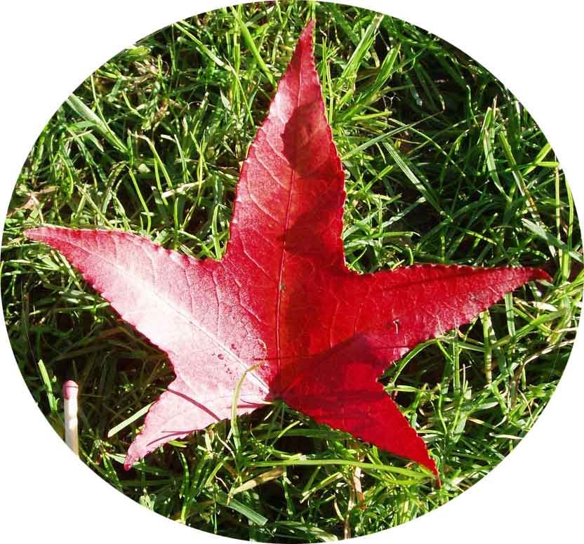 liquidambar