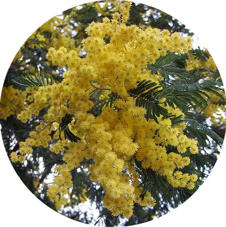 Mimosa