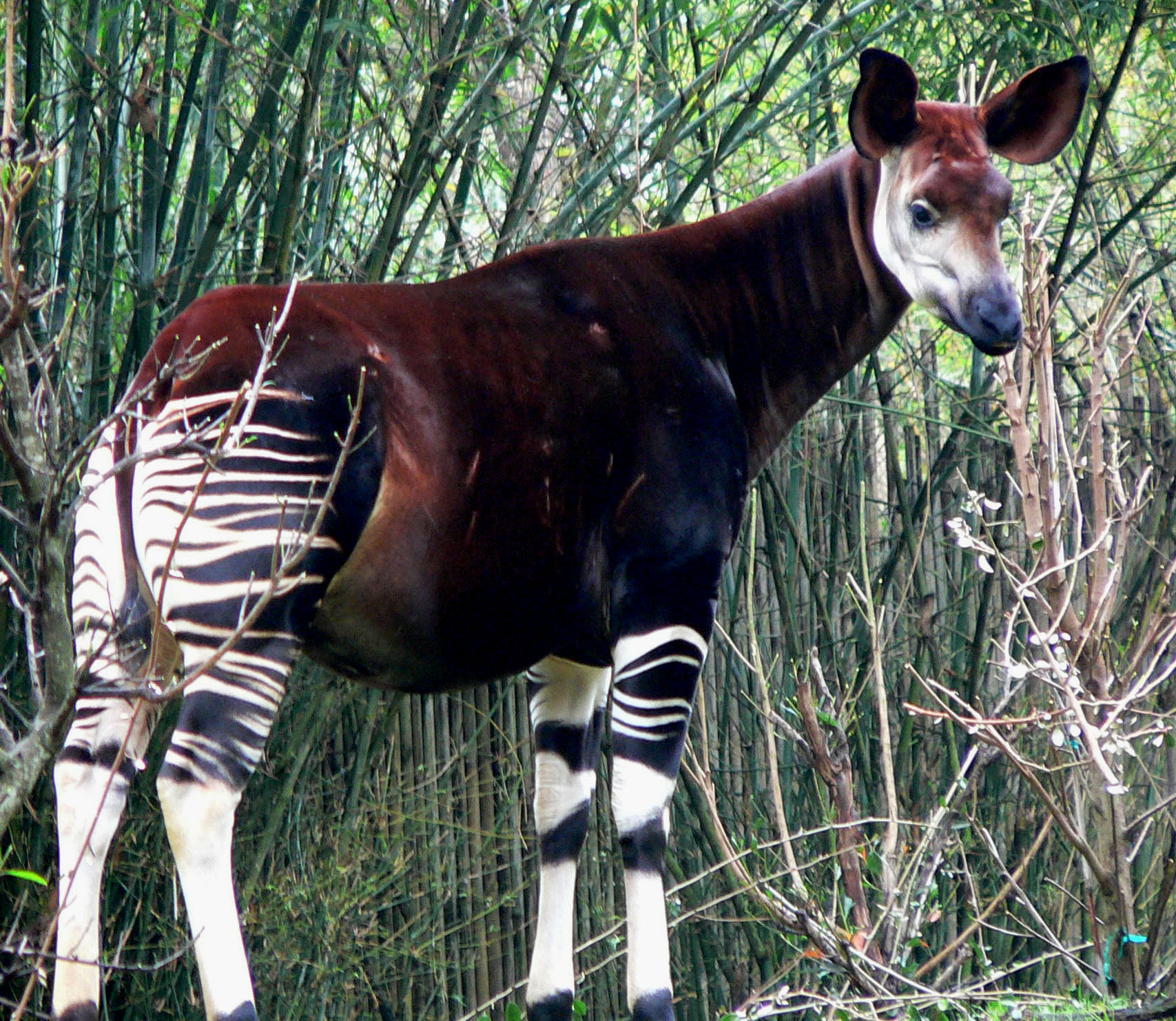 okapi photo