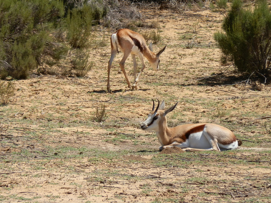 gazelle photo