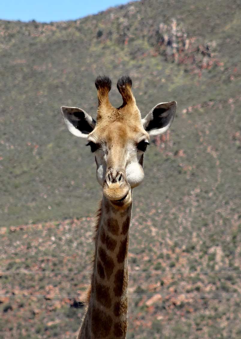 girafe photo