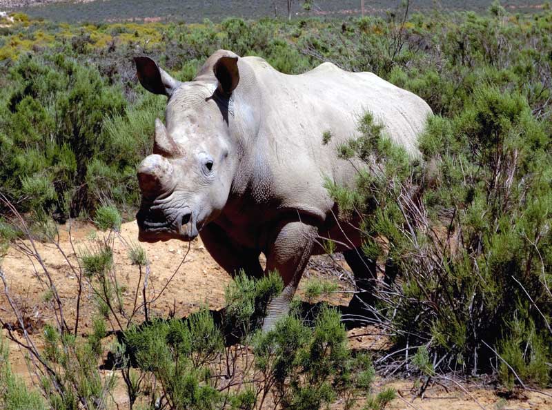 rhino photo