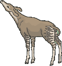 okapi