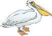 pelican