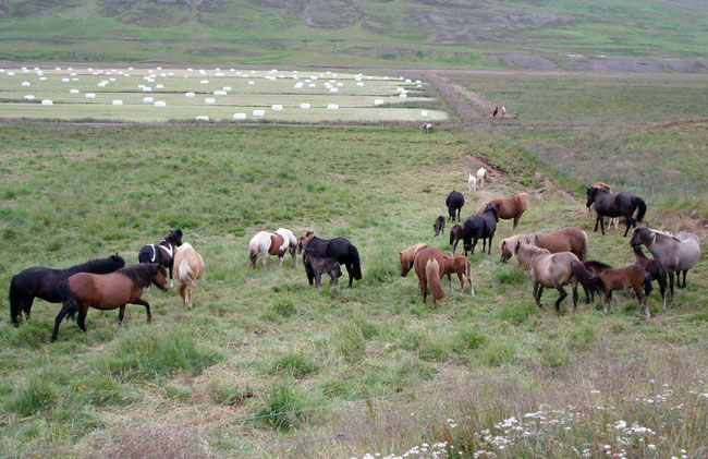 Chevaux islandais