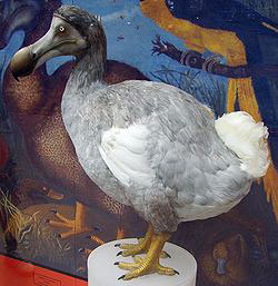 dodo